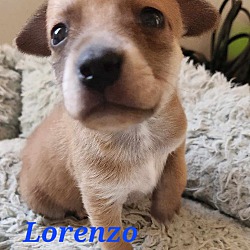 Photo of Lorenzo