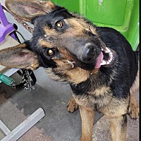 adopt a pet