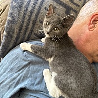 adopt-pet