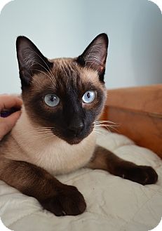 Cheltenham Pa Siamese Meet Zeus A Pet For Adoption