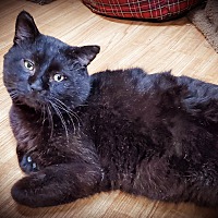 Manx Kittens For Sale In Ohio Adoptapet Com