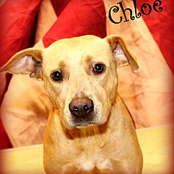 Thumbnail photo of Chloe~adopted! #3