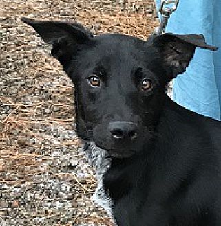 Labraheeler dog 2024