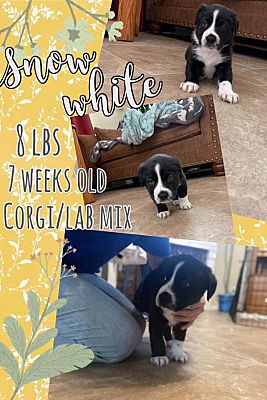 Wilton Nh Labrador Retriever Meet Snow White A Pet For Adoption