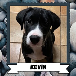Photo of KEVIN