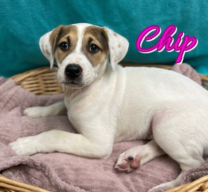 Photo of Chip