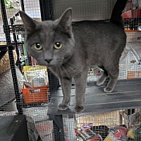 adopt a pet