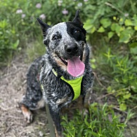adopt a pet