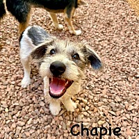 adopt a pet