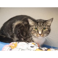 adopt-pet