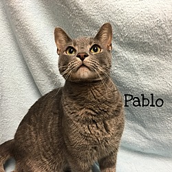 Thumbnail photo of Pablo #1