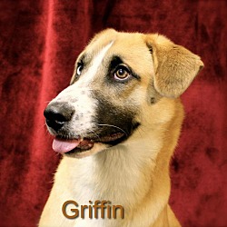 Thumbnail photo of Griffin in CT #2