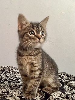 Neko