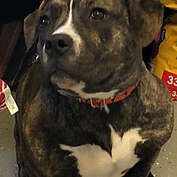 Puppies For Sale In Bloomingdale New Jersey Adoptapet Com