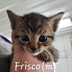 Photo of Frisco