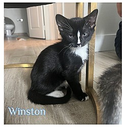 Thumbnail photo of Winston * #2