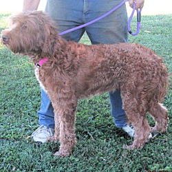 Thumbnail photo of Ginger #3