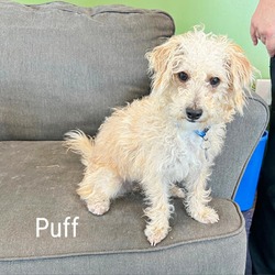 Thumbnail photo of Puff #1