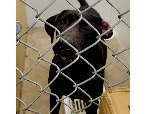 Cody, WY - Labrador Retriever. Meet Roxie a Pet for Adoption ...