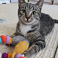 adopt a pet