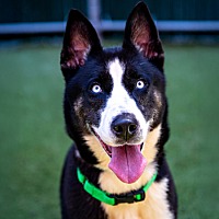 adopt a pet