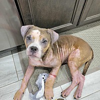 adopt a pet