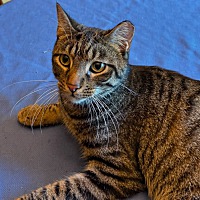 adopt-pet
