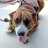 adopt a pet