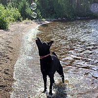 adopt-pet