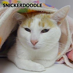 Thumbnail photo of Snickerdoodle #1