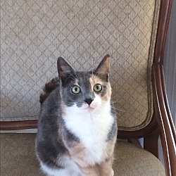 Photo of Dilute female calico lap cat