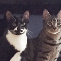 Thumbnail photo of CIRQUE&SOLEIL-Lap Kitties'17 #2
