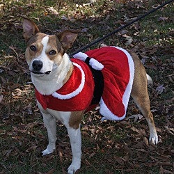 Thumbnail photo of Sweet Jersey ~ ADOPTED! #1