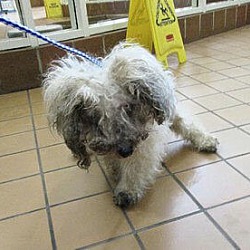 Thumbnail photo of Adopted!! Claire - IL #2