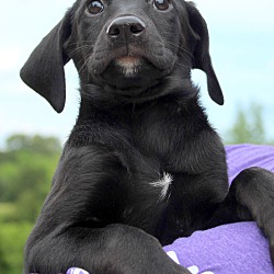Thumbnail photo of Oakley~adopted! #1