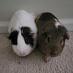 Photo of S'mores (fostered in Blair)