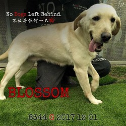 Thumbnail photo of Blossom 8344 #4