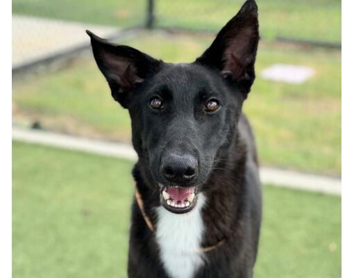 Houston, TX - Belgian Malinois. Meet FORREST a Pet for Adoption ...