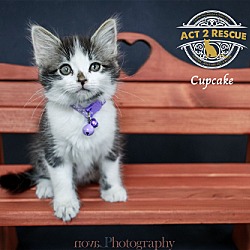 Thumbnail photo of Cupcake #2