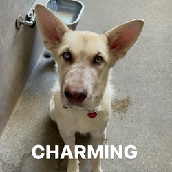 Photo of CHARMING-A2145605