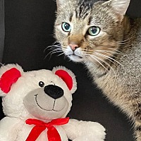 adopt a pet