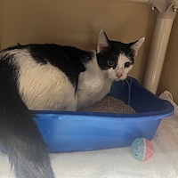 adopt a pet