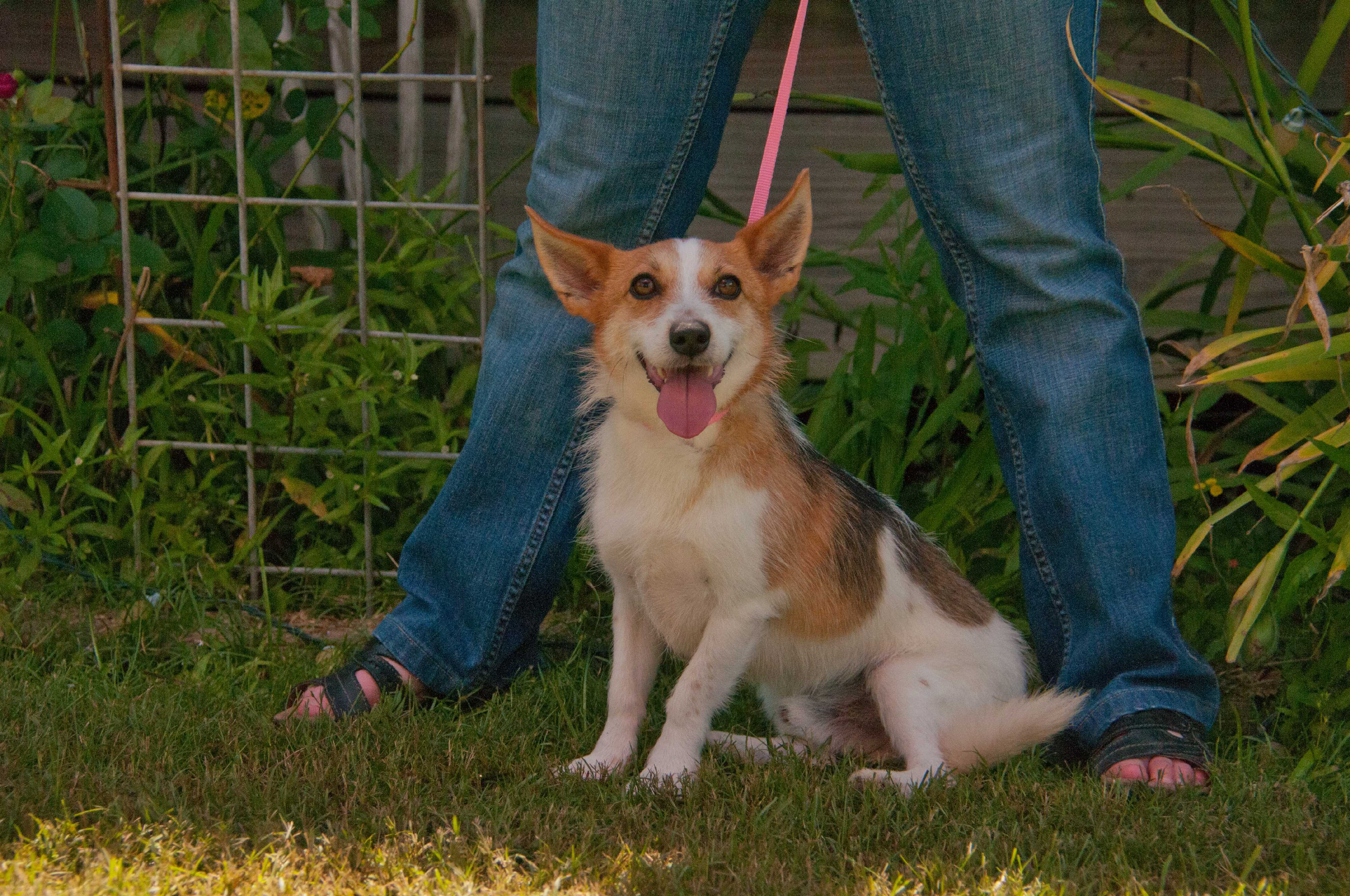 Madison Wi Pembroke Welsh Corgi Meet Bobo Jack A Pet For Adoption