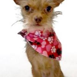 Fuzzy Friends Rescue In Waco Texas