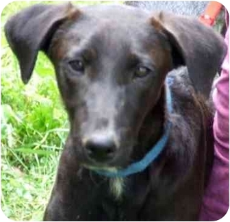 Baltimore Md Italian Greyhound Meet Q Tee A Pet For Adoption