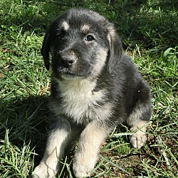 Thumbnail photo of Orla~adopted! #2