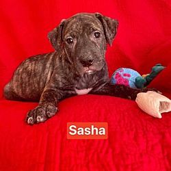 Thumbnail photo of Sasha #1