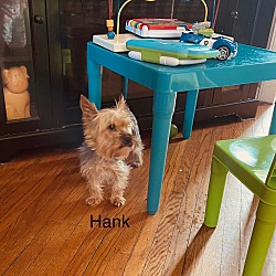 Thumbnail photo of Hank #3