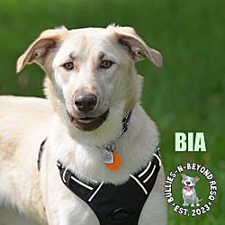 Thumbnail photo of Bia #4