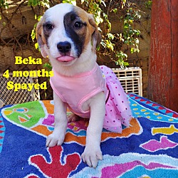 Photo of Beka